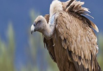 秃鹫和兀鹫之间有哪些区别？ 详细如下