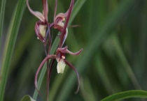 寒兰和春剑有什么区别？？