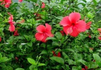 朱瑾与木槿的区别？