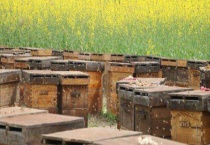 蜂箱里抹什么不生巢虫 如何防止蜡螟进入蜂箱