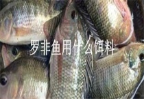 罗非鱼用什么饵料