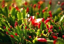 蟹爪兰粉虱怎么治