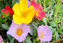 早上开花晚上闭花的花