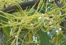 无根藤与菟丝子的区别？