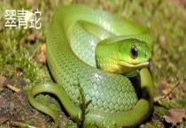 翠青蛇和竹叶青的区别？ 体型和外形均有区别？