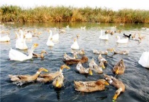 规模养鹅需要什么条件