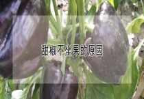 甜椒不坐果的原因？