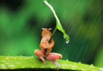 青蛙靠什么传递信息