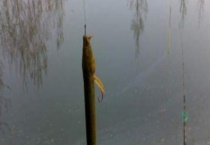 钓泥鳅的最佳时间 钓泥鳅的最佳季节和饵料