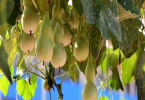 葫芦花是单性花吗？