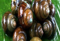 福寿螺的危害 附防治措施