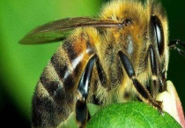 中蜂不产卵怎么处理才好 找到问题及时解决