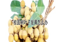 桂圆树叶子发黄怎么办？