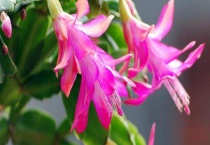 蟹爪兰叶子发黄怎么办？蟹爪兰的养殖条件