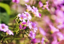 人工授粉的知识