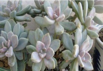 多肉冬美人和淡雪区别？