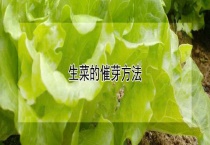生菜的催芽多久？