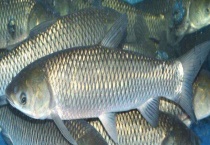 草鱼生活环境及特点 附生活习性