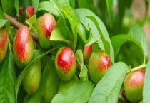 桃树用什么肥料桃子甜