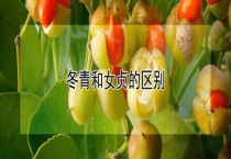 冬青和女贞的区别？