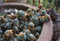 子持莲花为什么开花