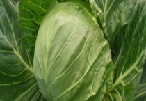 高丽菜生吃可以吗 怎样挑选高丽菜
