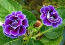 大岩桐花烂骨朵的原因？