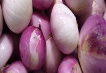 洋葱的原产地 洋葱在中国南北各地都有分布