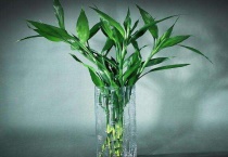 富贵竹干枯了怎么救