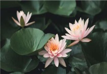 睡莲施肥可以用复合肥吗？