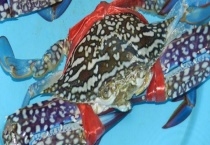 花蟹和螃蟹有什么不同 花蟹有什么营养和特点