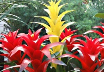 不用太阳的植物