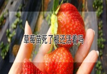 草莓苗死了根还活着吗？