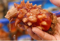 海菠萝是什么？