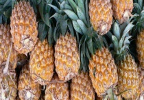 菠萝生长在什么地方