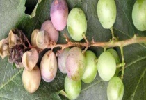 葡萄烂果的病因及防治措施 葡萄烂果防治要点