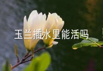 玉兰插水里能活吗？