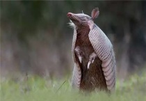 穿山甲是几级保护动物