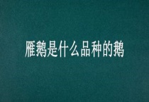 雁鹅是什么品种的鹅