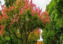 栾树是落叶还是常绿植物 附其生长习性和繁殖多久？