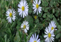 山马兰和狗娃花有什么区别？ 附狗娃花分布范围