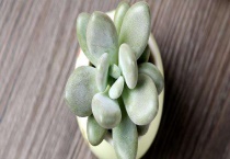 冬美人和白美人的区别？