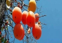 柿子产地在哪里 种类有哪些？