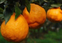 春见和丑橘的区别？