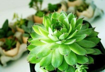 多肉越养越小怎么办？