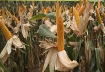 金庆708玉米种子的特性特征 附栽培要点