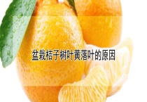 盆栽桔子树叶黄落叶的原因？