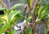 靠接 附具体操作流程