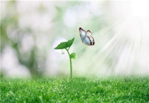 秧苗白化苗是怎么回事