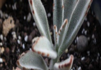 黑兔耳的繁殖方法 注意水分与光线